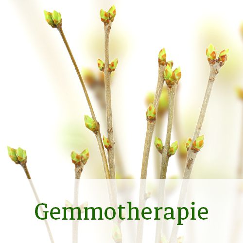 Gemmotherapie